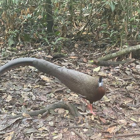 ホテル Umiyuki Jungle Tour Only Treking With As ブキットラワン エクステリア 写真