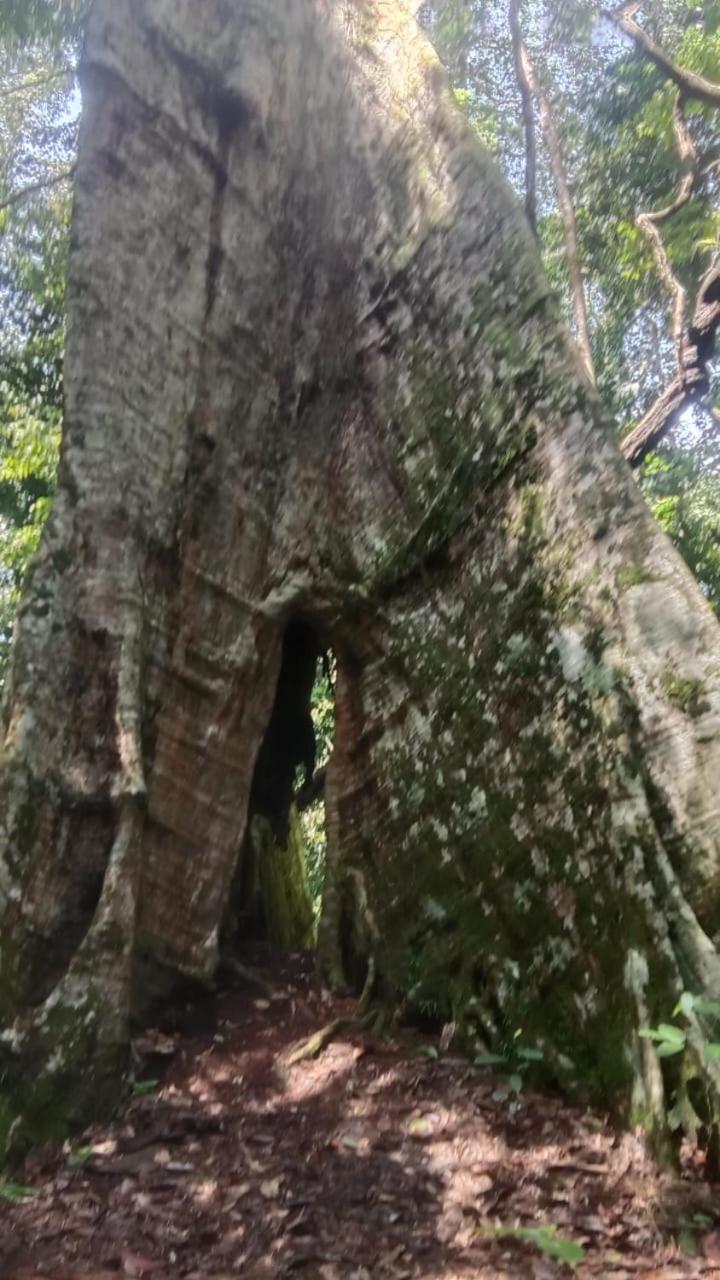 ホテル Umiyuki Jungle Tour Only Treking With As ブキットラワン エクステリア 写真