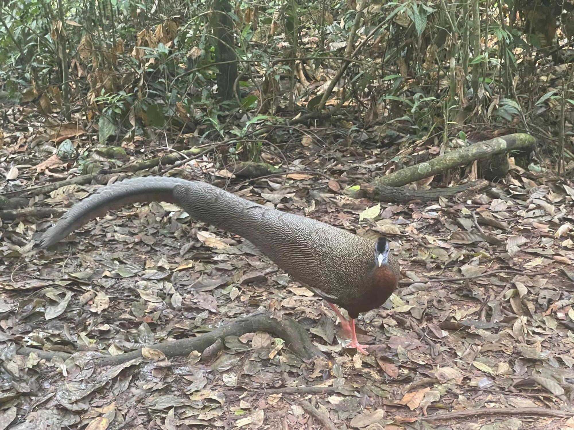 ホテル Umiyuki Jungle Tour Only Treking With As ブキットラワン エクステリア 写真