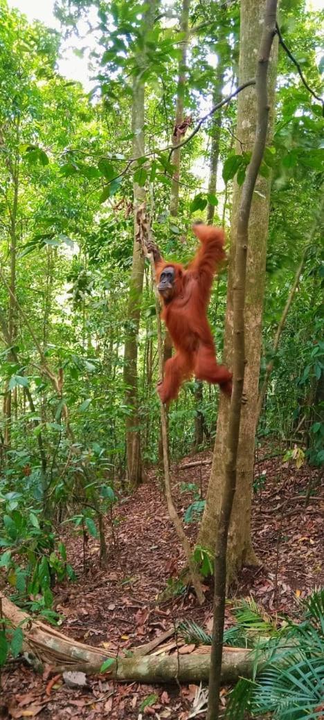 ホテル Umiyuki Jungle Tour Only Treking With As ブキットラワン エクステリア 写真